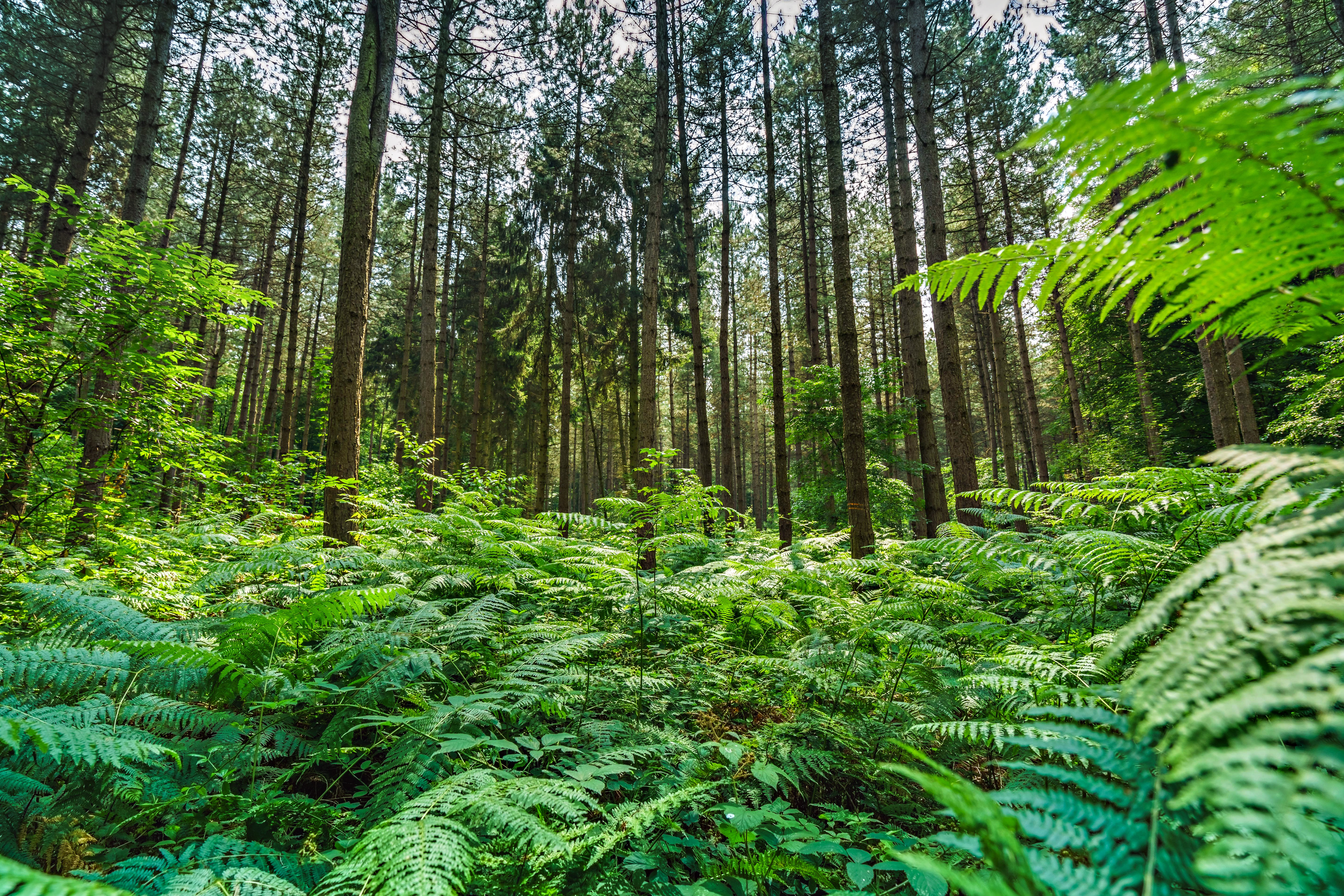 Die Verbandsversammlung des Regionalverbandes Ruhr hat für einen Teil der verbandseigenen Waldflächen so genannten Prozessschutz beschlossen. Die Flächen sollen sich zukünftig ohne Eingriff durch den Menschen entwickeln. Hier der Baerler Busch in Duisburg.