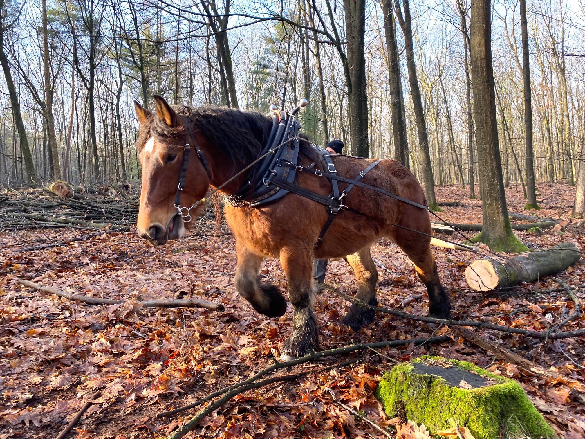 Tierische Unterstützung für RVR Ruhr Grün bei Arbeiten in der Haard bei Haltern: Dort waren drei Rückepferde im Einsatz.