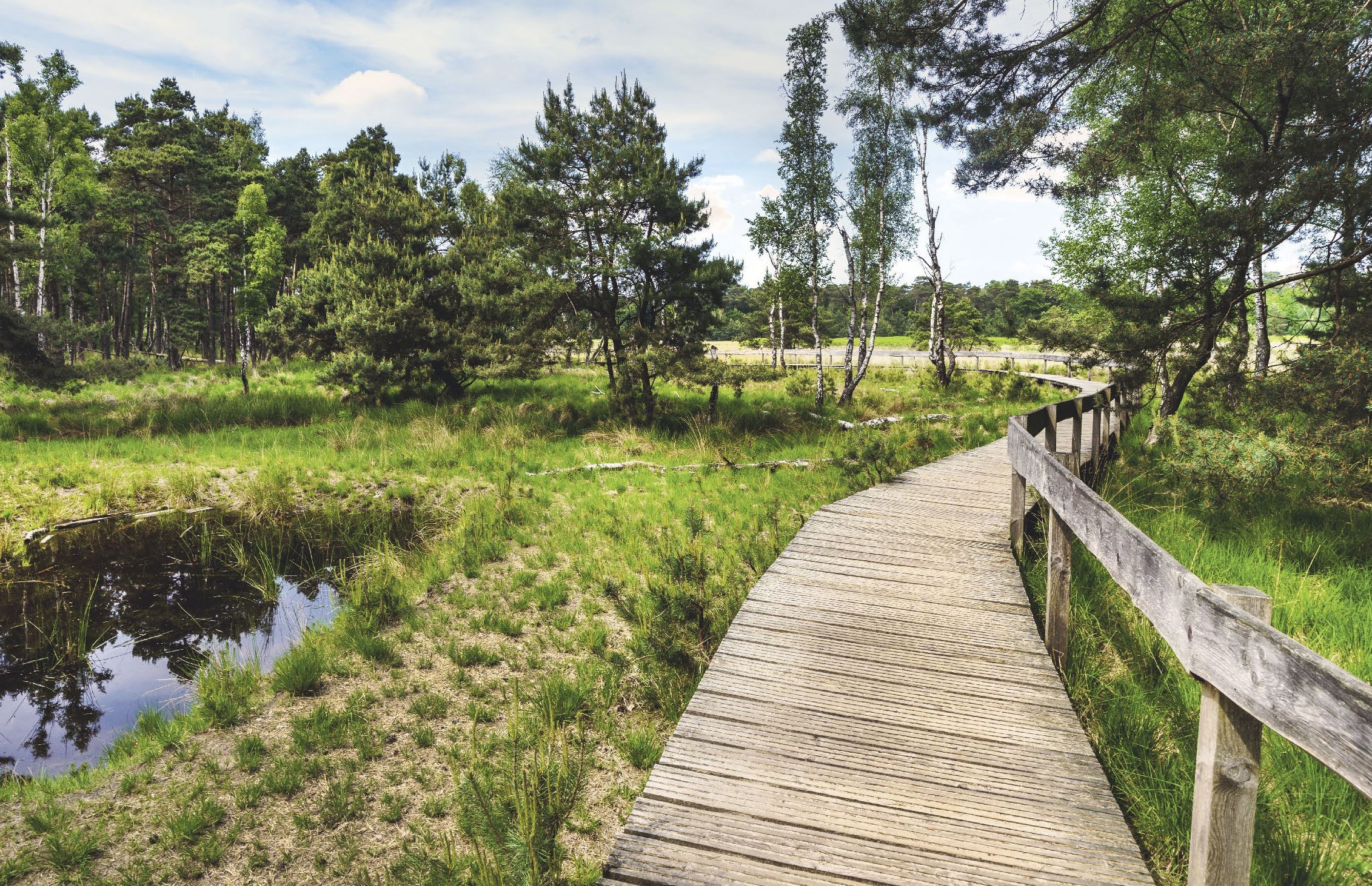 Das Foto zeigt einen Holzsteg, der durch grüne Natur führt.