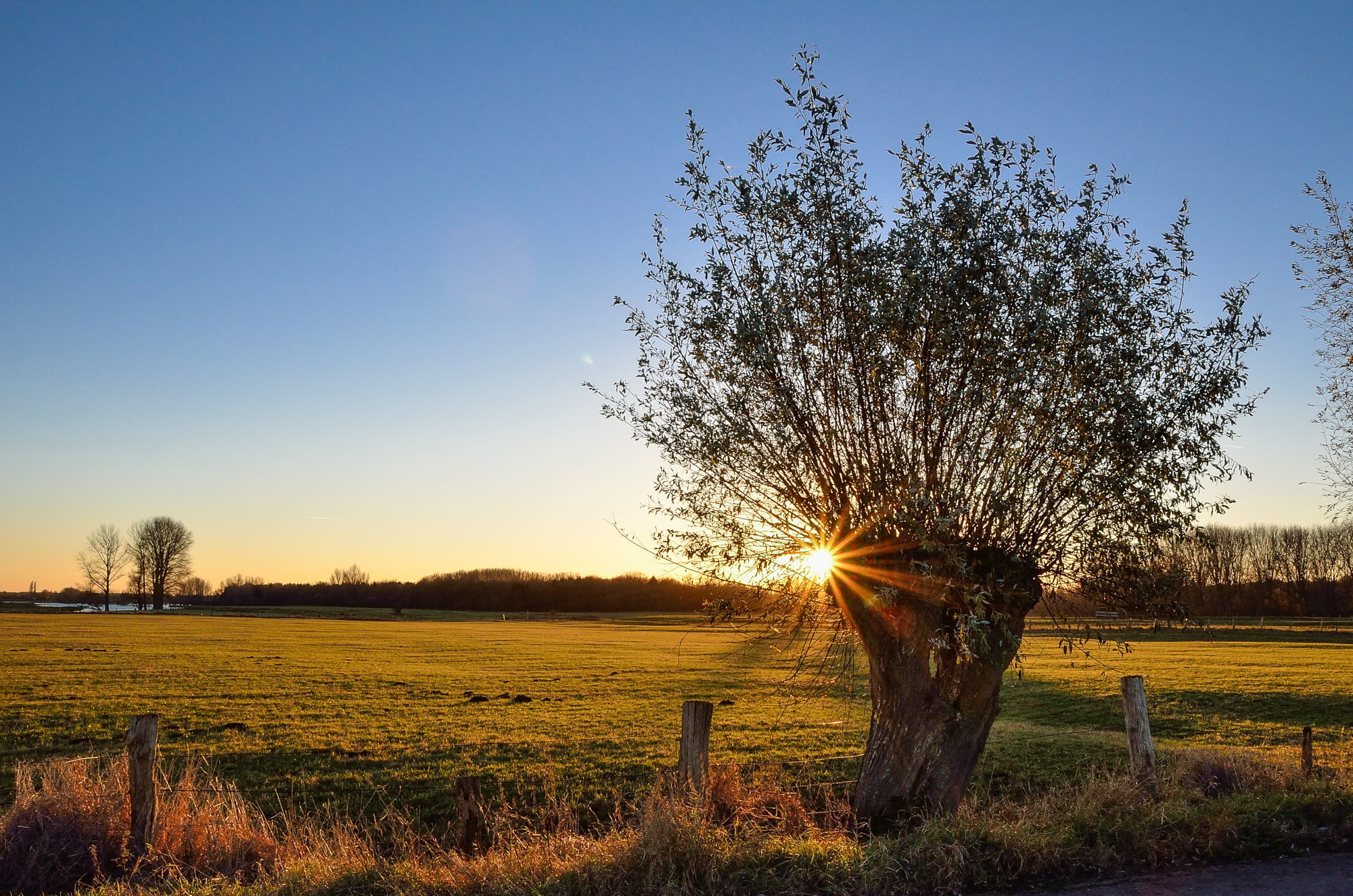Bislicher Insel in Xanten. Ein Baum steht vor einem Feld. Sonnenuntergang im Hintergrund.