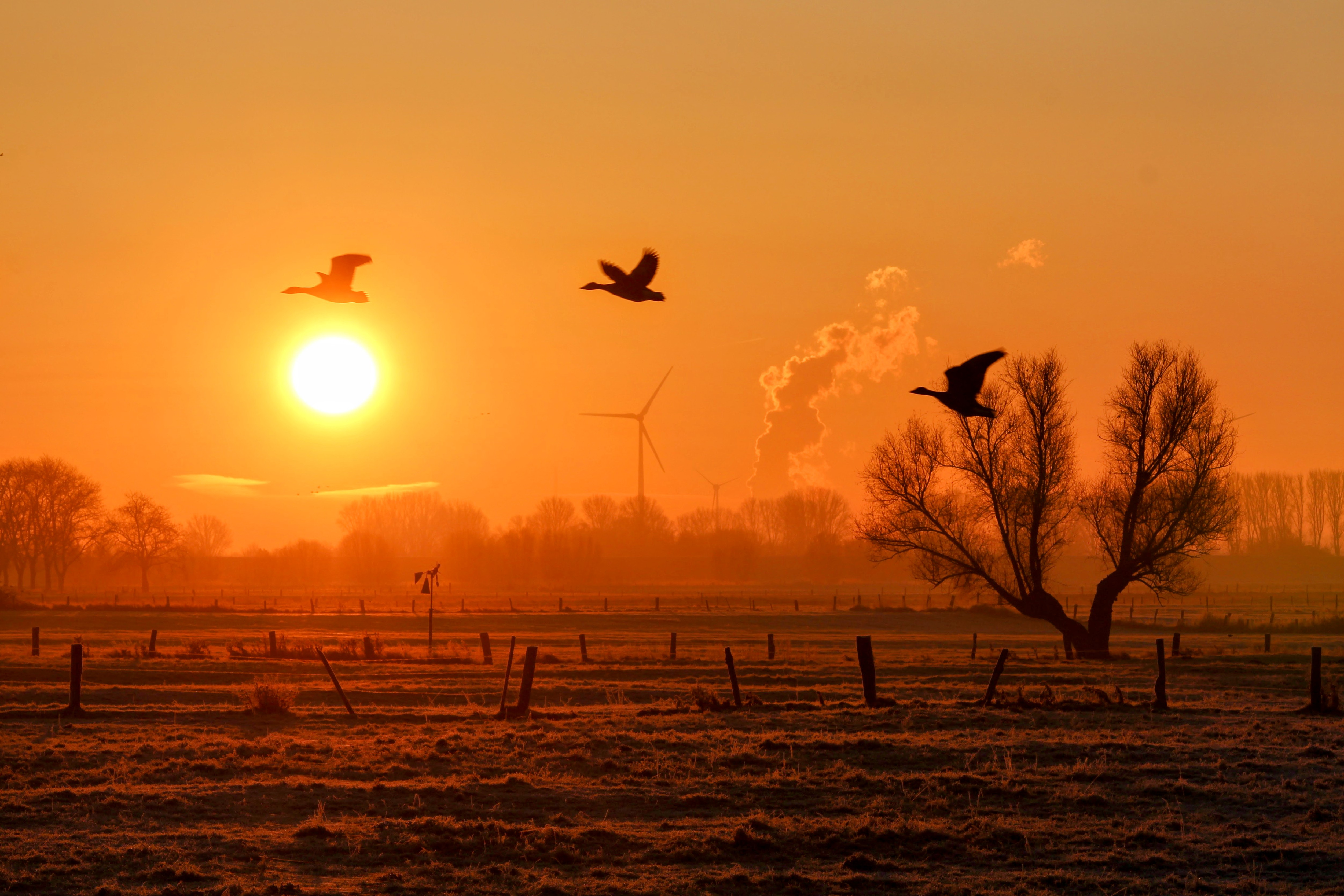 Drei Gänse fliegen über eine Feld vor Sonnenaufgang. 