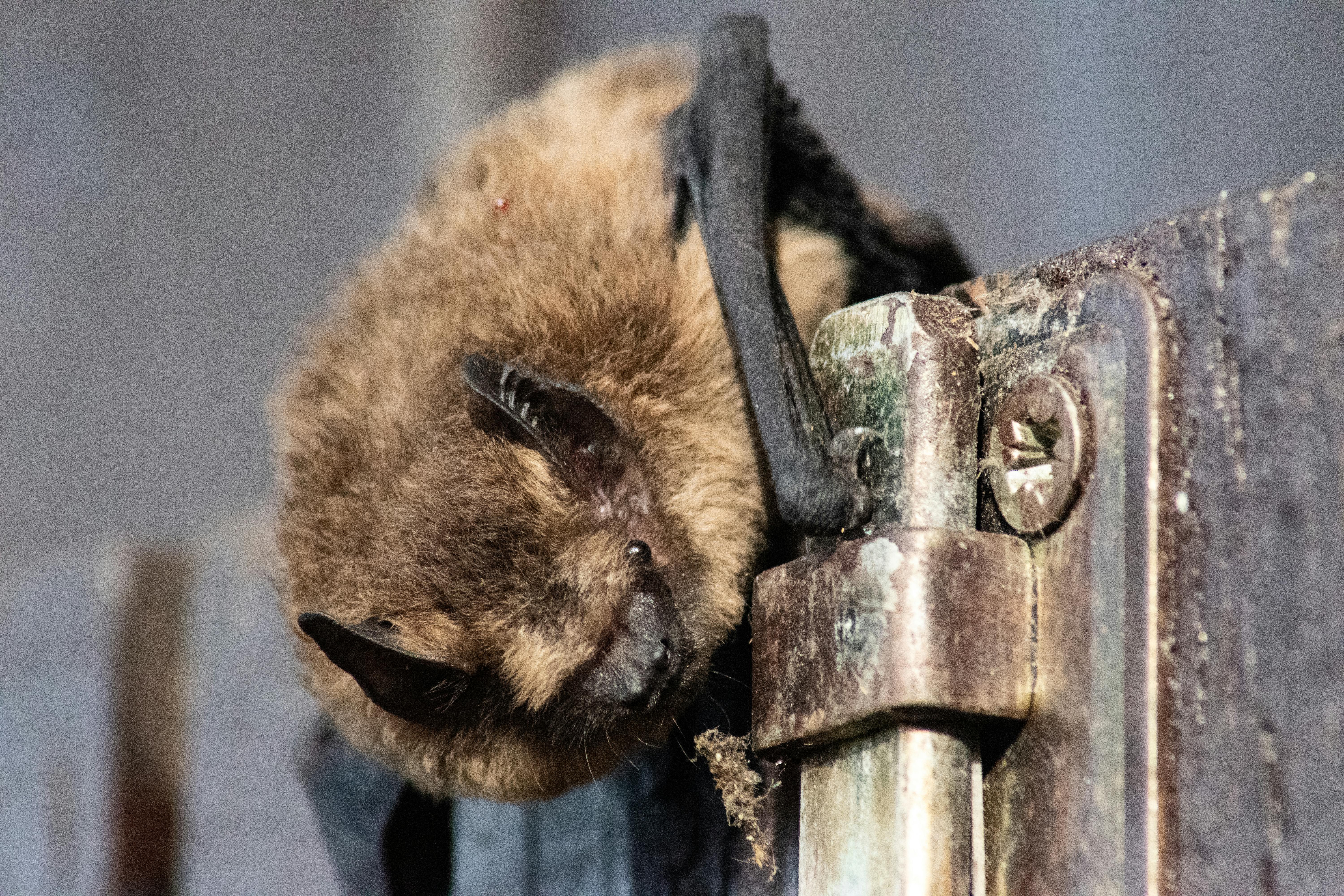 Fledermaus sitzt auf einem Brett.