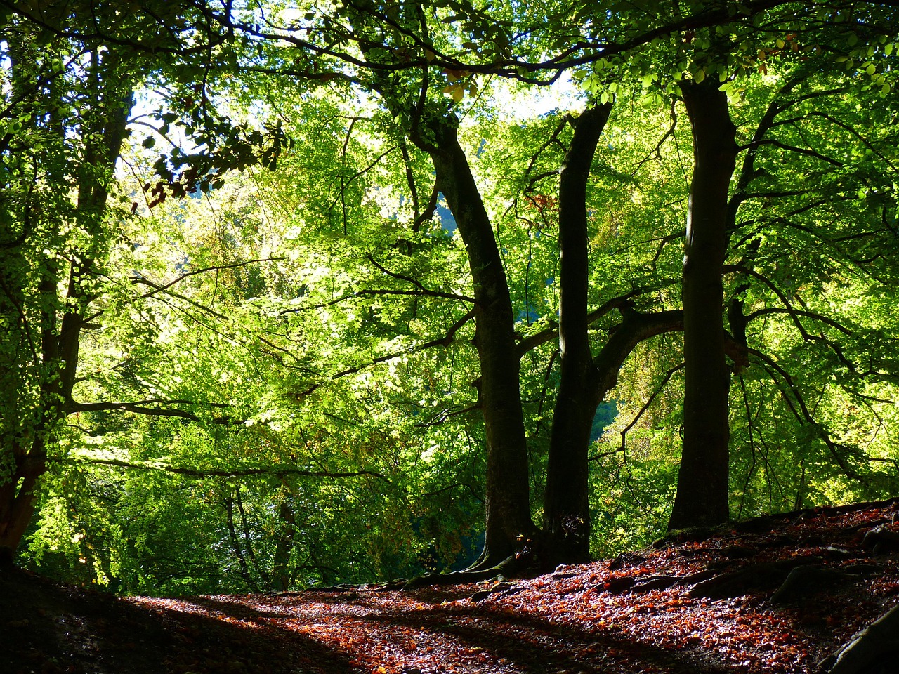 Buchen mit grünen Blättern.