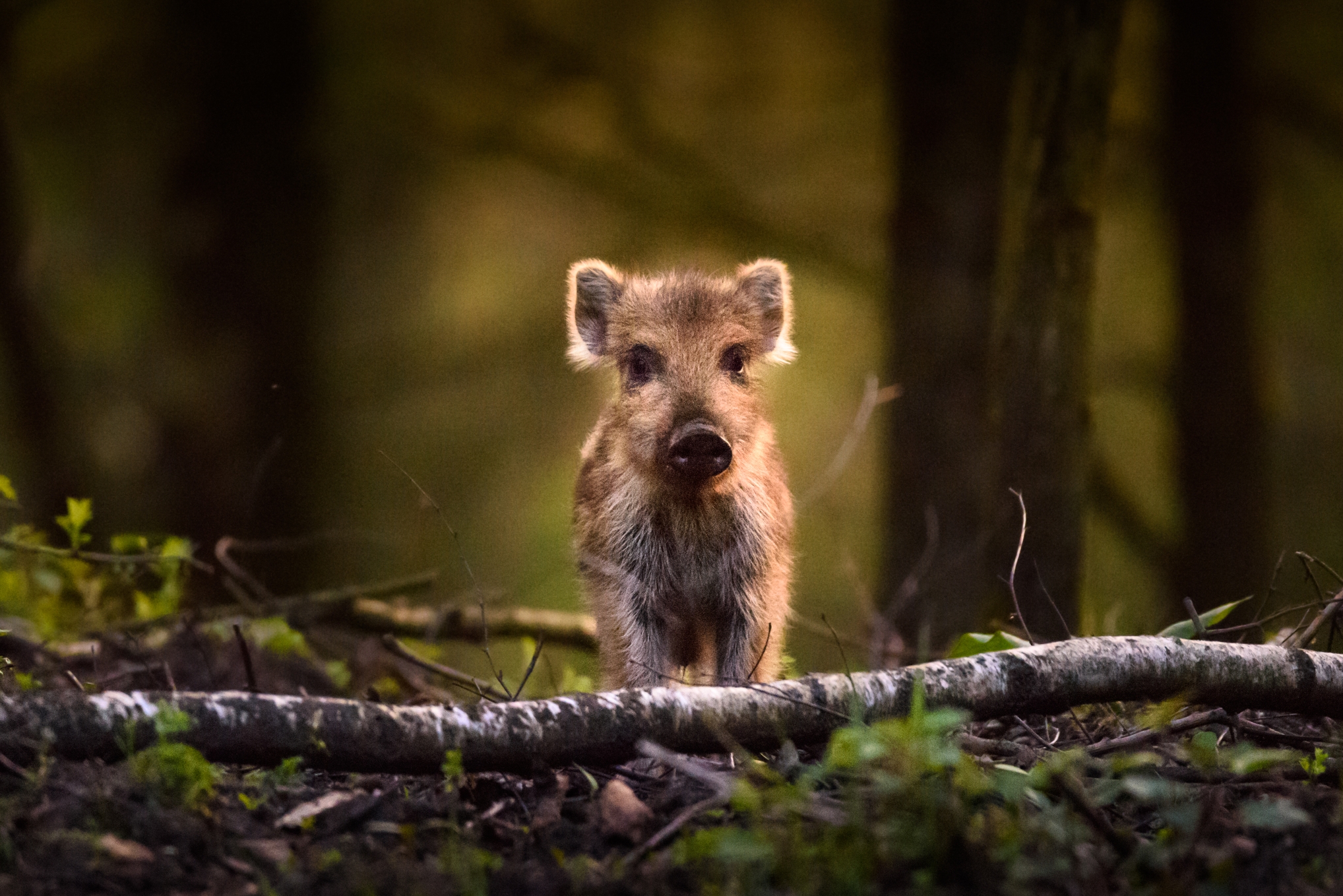 Frischling im Wald.