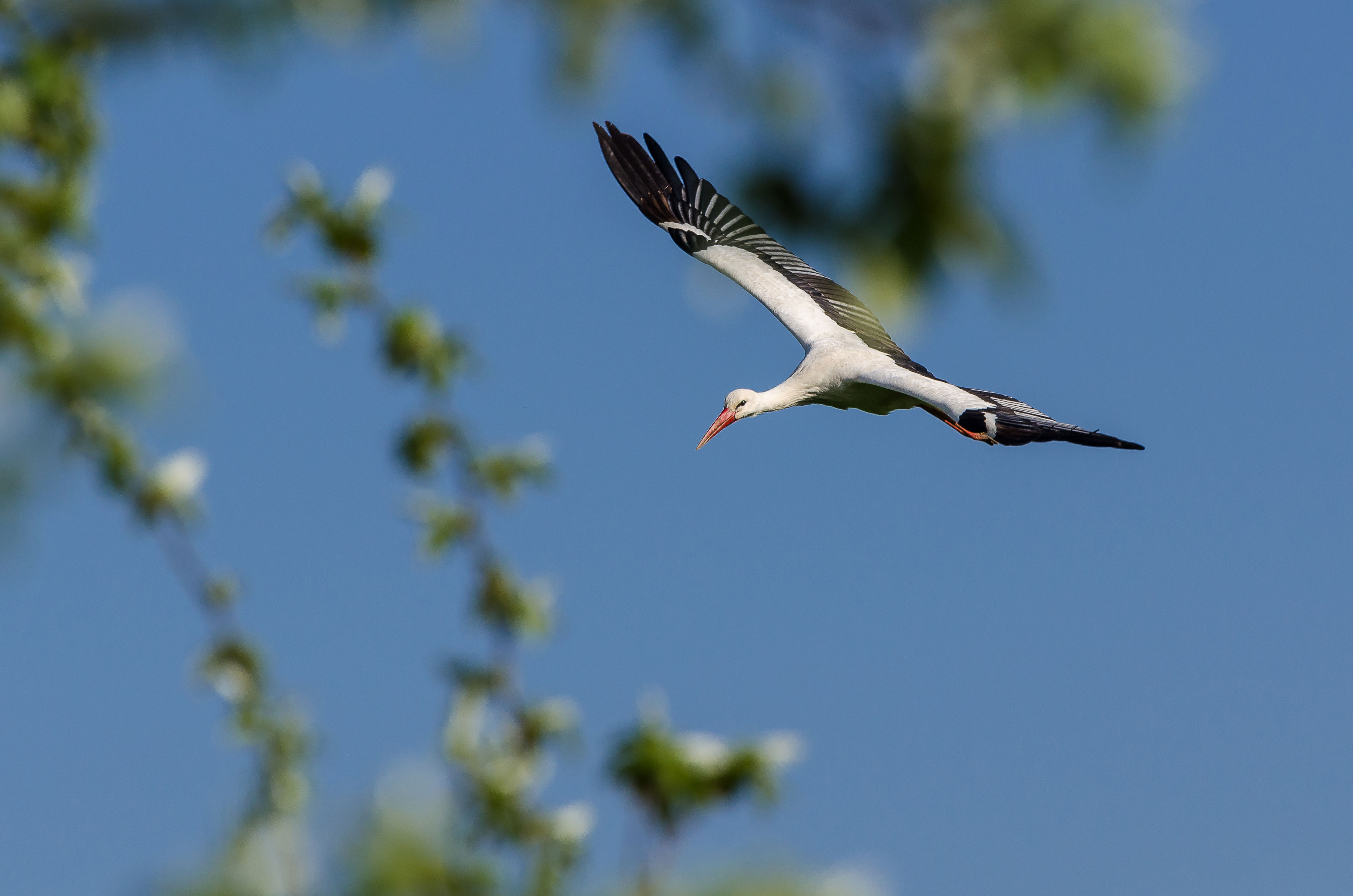 Weißstorch im Landeanflug auf die Bislicher Insel in Xanten.