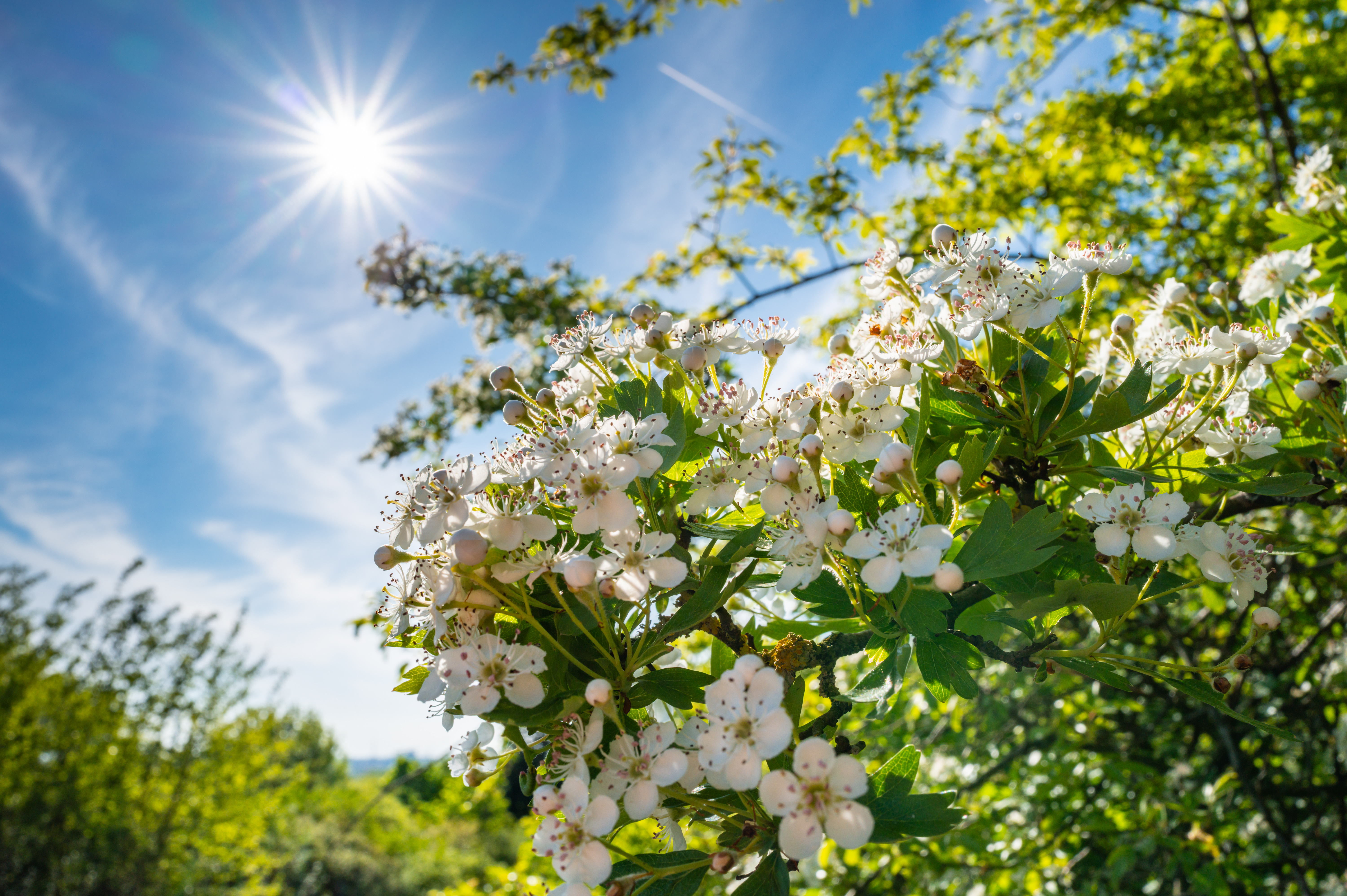 Grüner Strauch mit weißen Blumen und Sonnenschein.