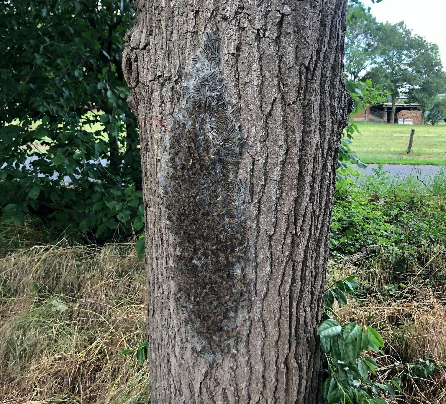Raupennest eines Eichenprozessionsspinners an einem Baum