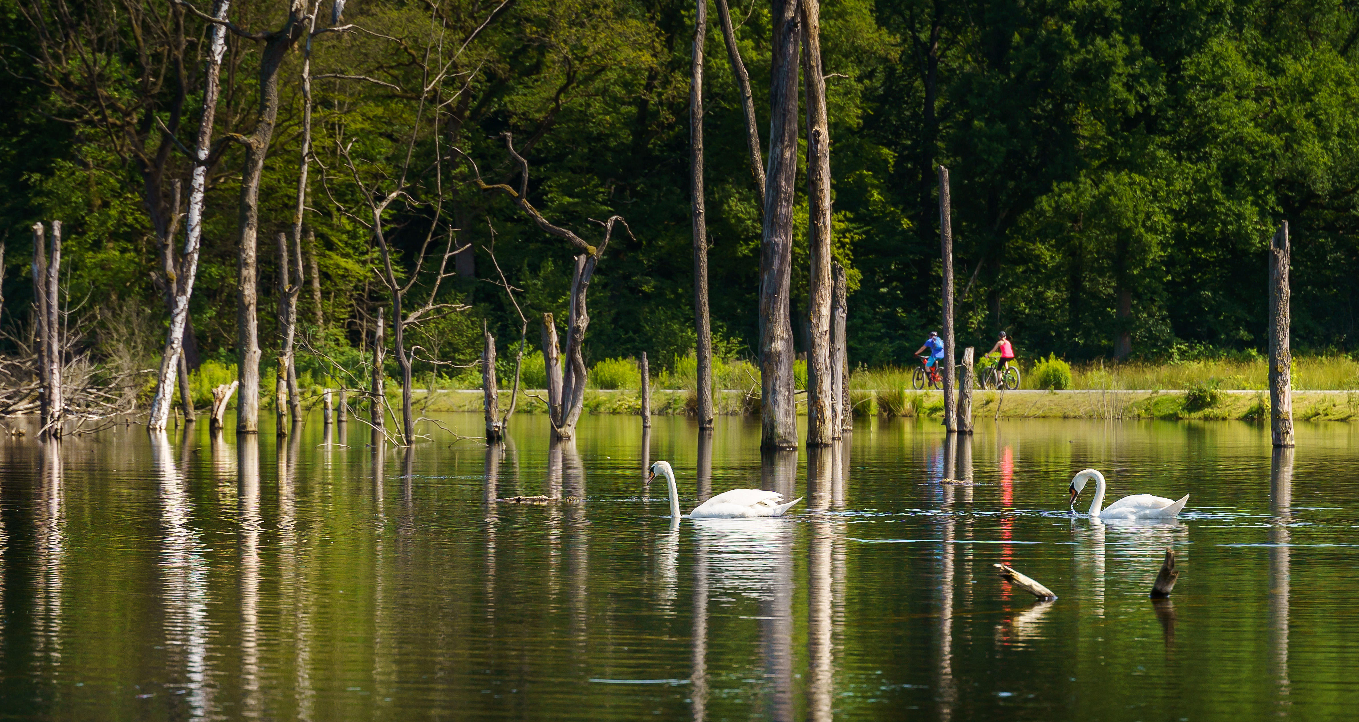 Wasservögel auf dem Heidesee beim RVR-Besucherzentrum Heidhof in Bottrop-Kirchhellen.