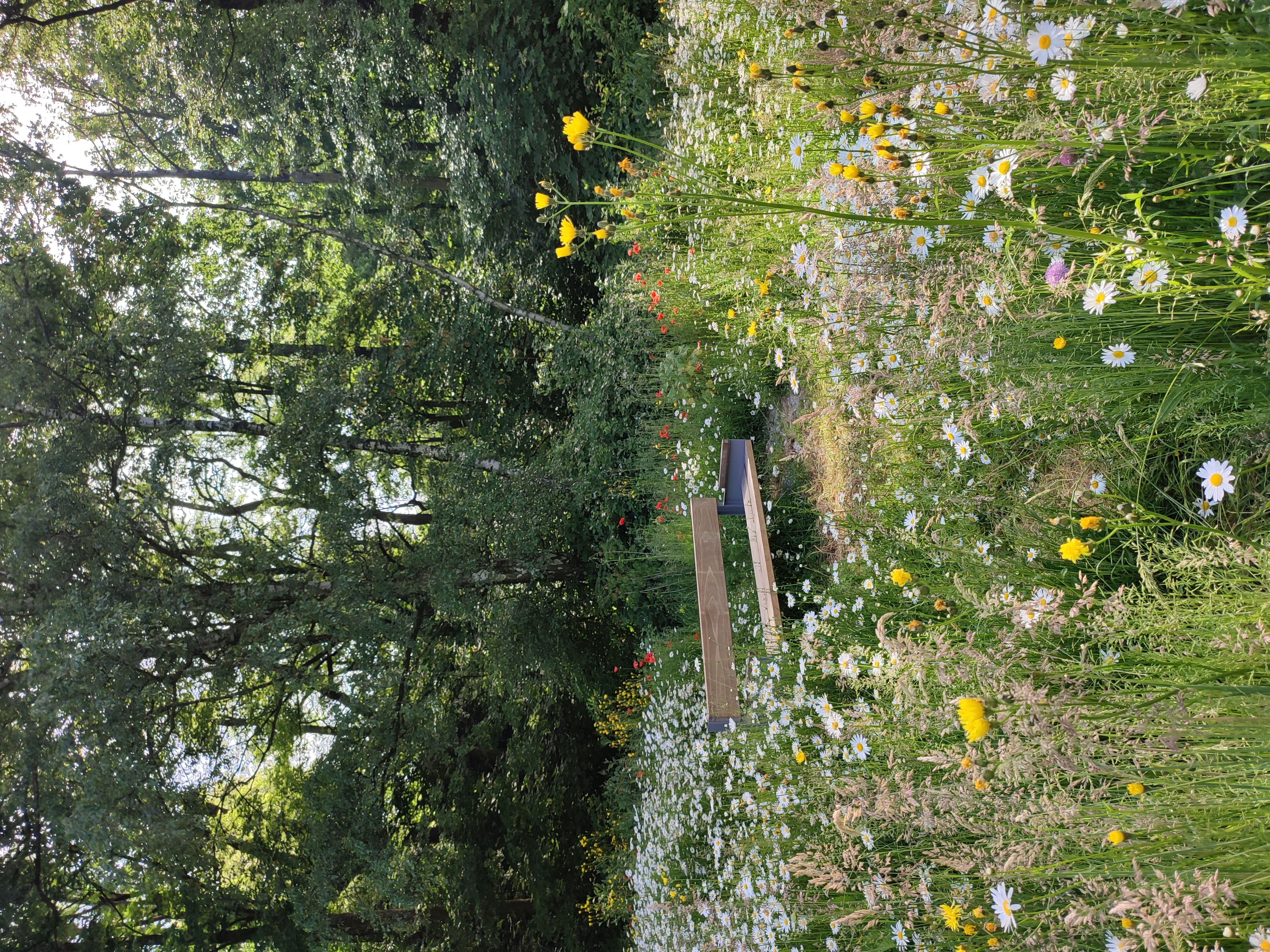 Blühende Wiese Revierpark Vonderort