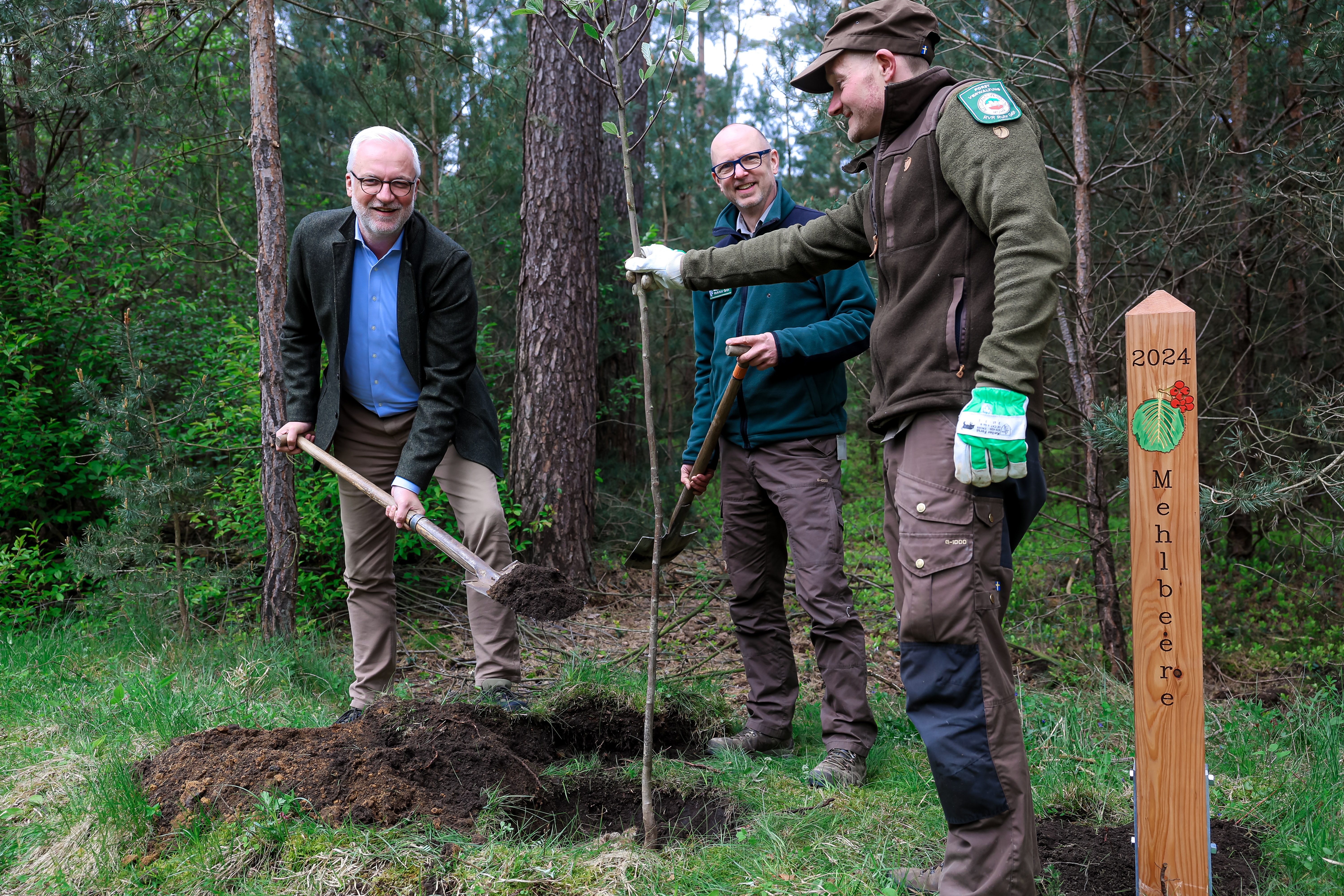 Pflanzten in Dorsten gemeinsam den Baum des Jahres 2024 - die Echte Mehlbeere: RVR-Regionaldirektor Garrelt Duin, Holger Böse, Betriebsleiter RVR Ruhr Grün, und ein RVR Ruhr Grün-Förster (v.l.).