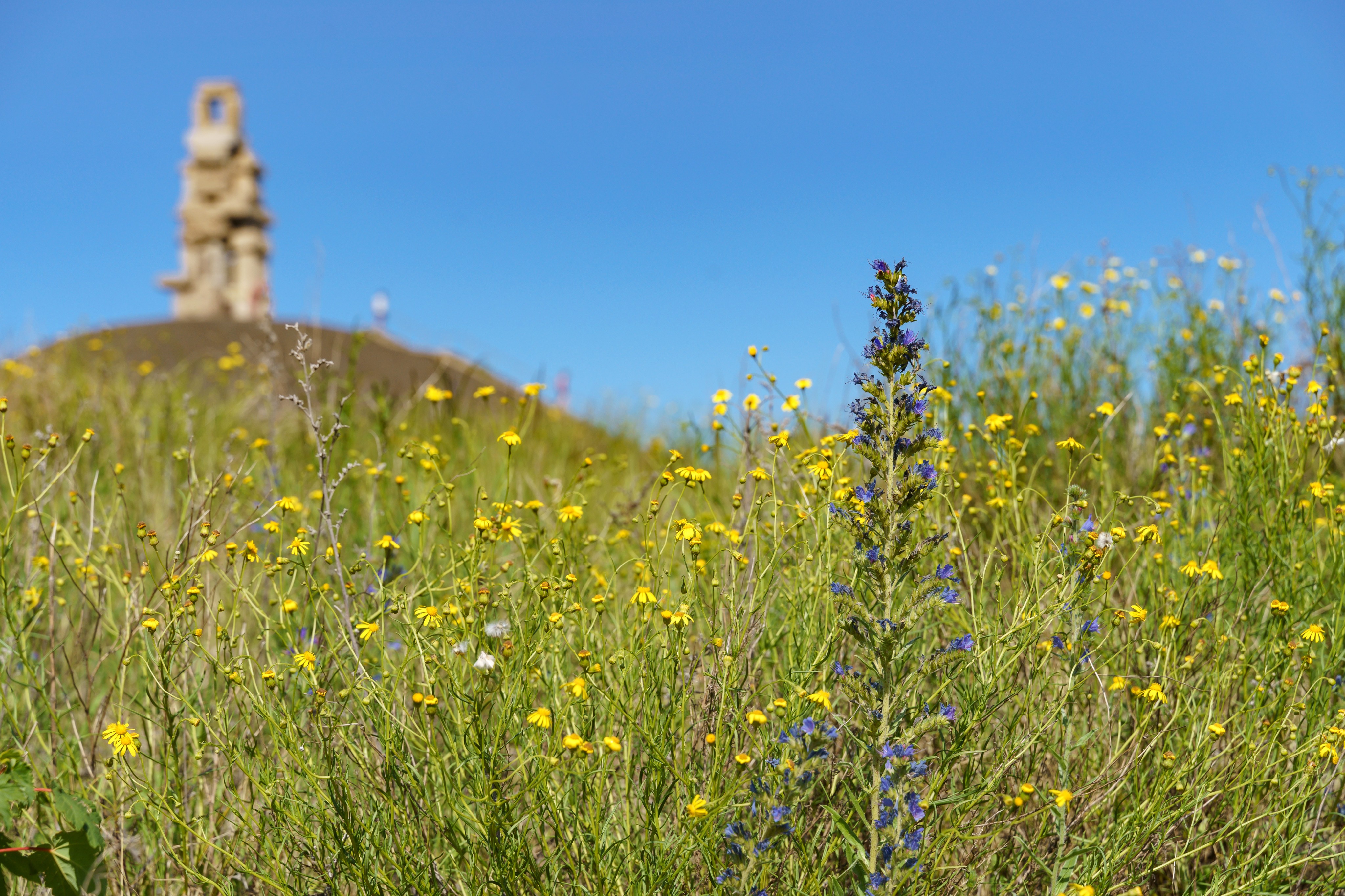 Halde Rheinelbe mit bunten Blumen und blauem Himmel.