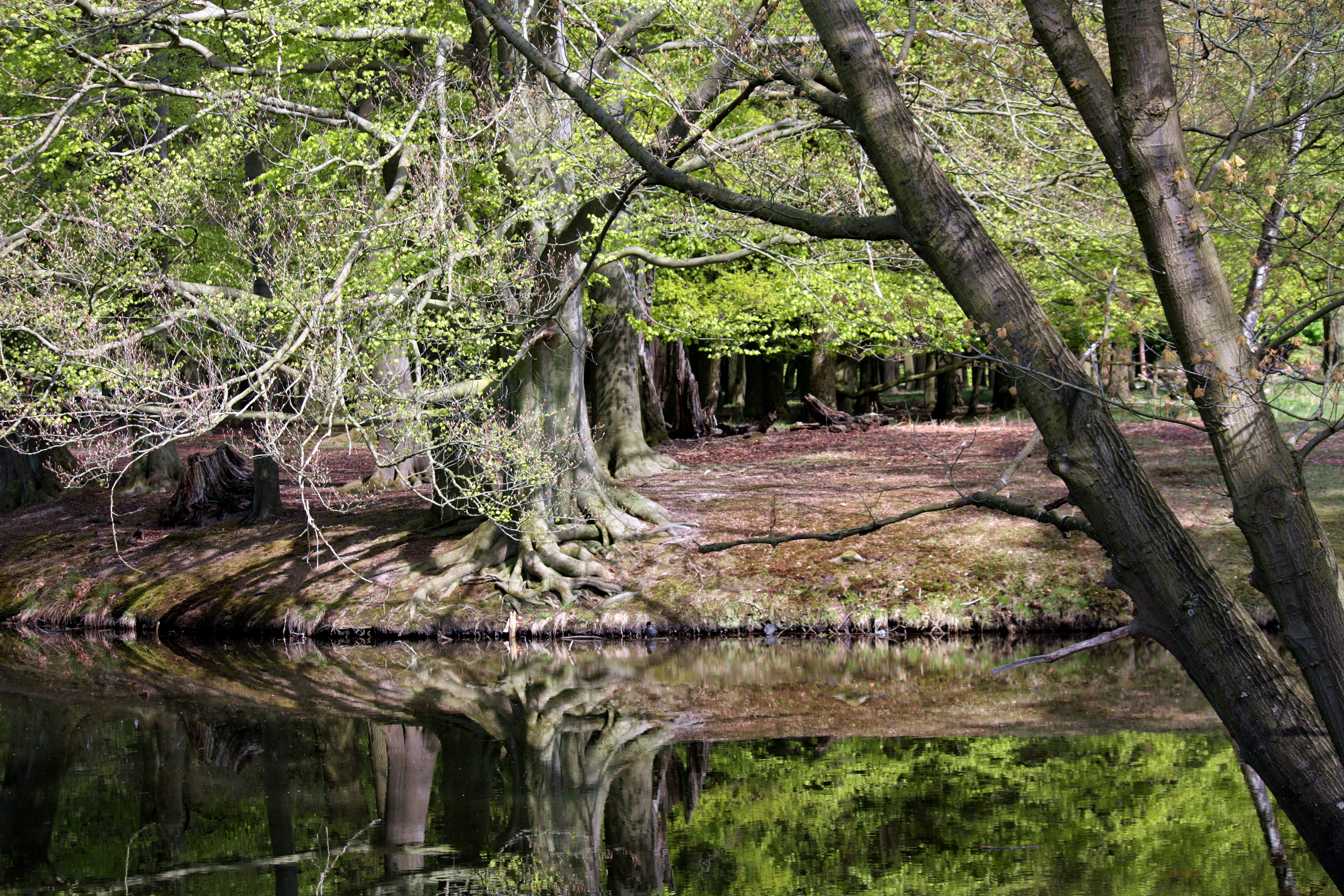 Waldwildnis und ein See im Vordergrund. 