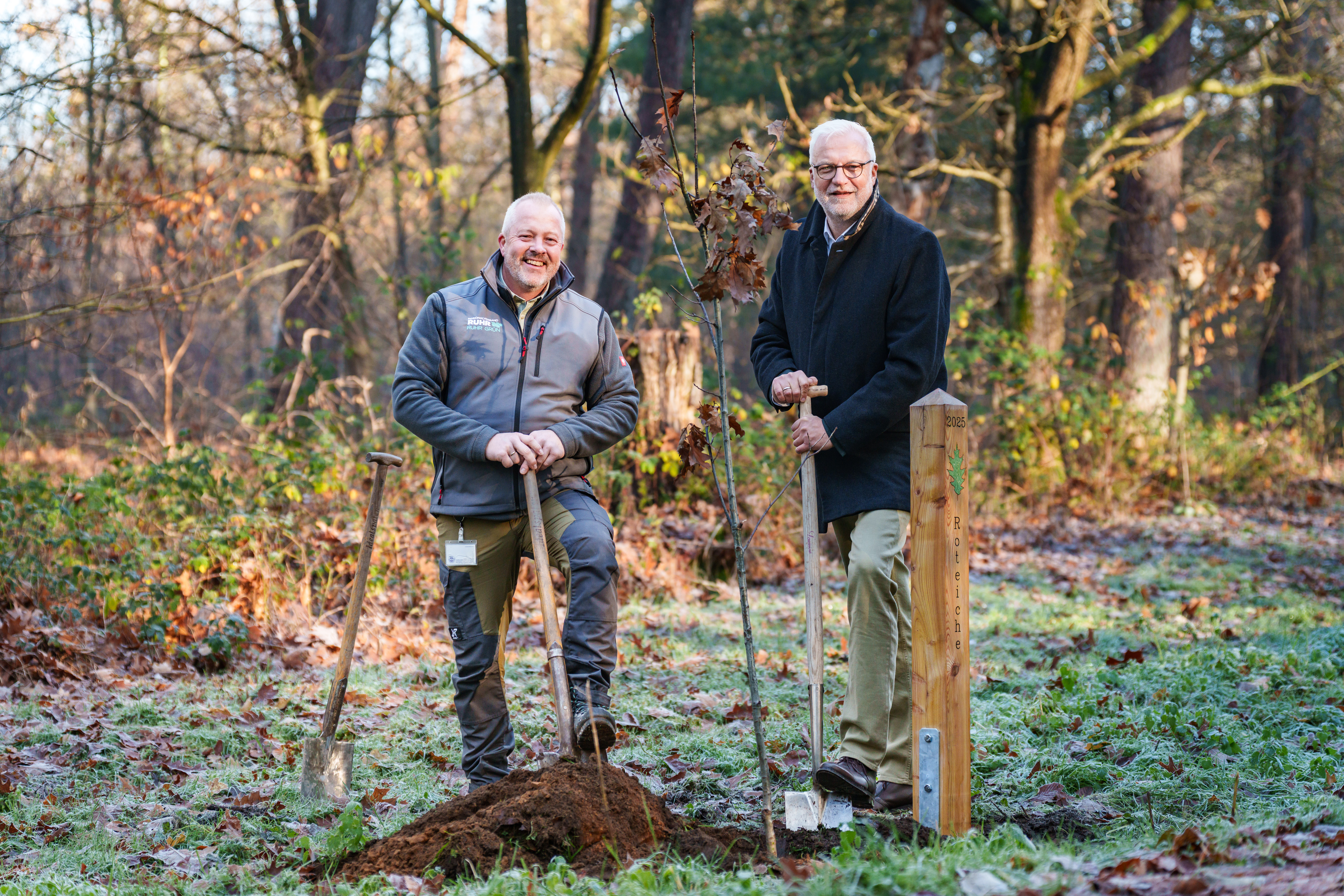 RVR-Regionaldirektor Garrelt Duin (rechts) und Carsten Uhlenbrock, Betriebsleiter von RVR Ruhr Grün, pflanzen in der Hohen Mark eine Roteiche – den Baum des Jahres 2025. 