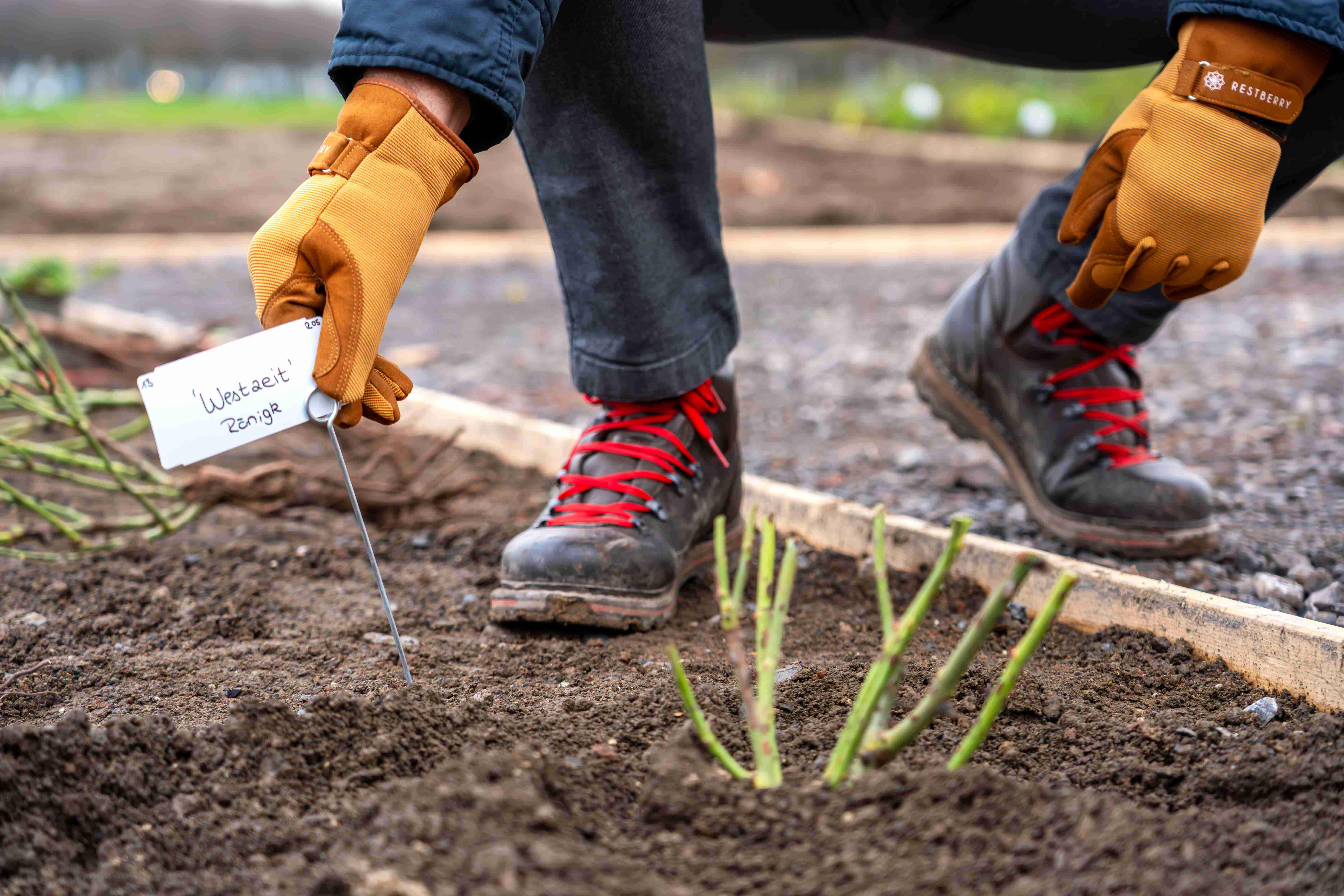 Junge Rose in einem Beet