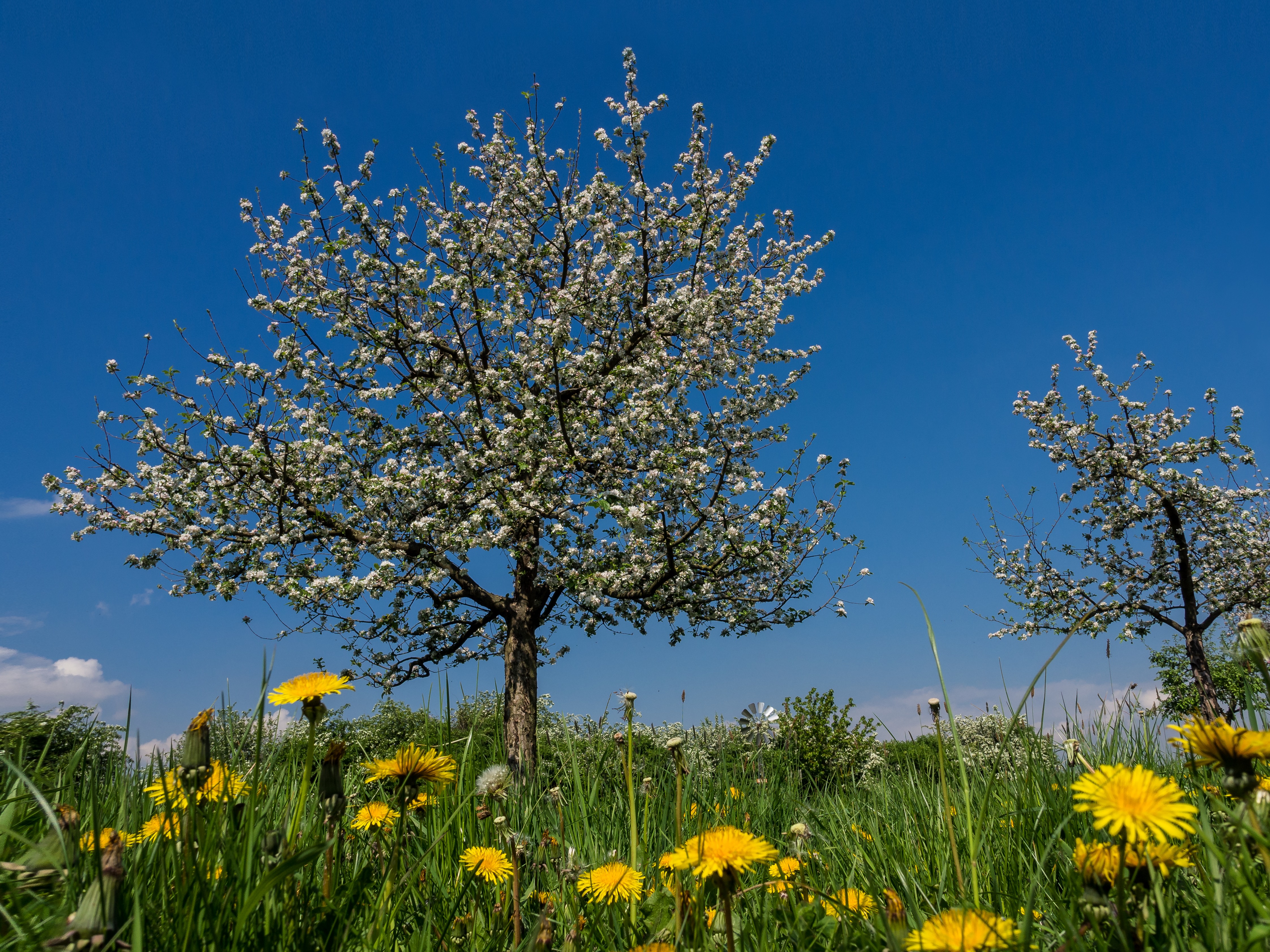 Streuobstwiese in Herne.