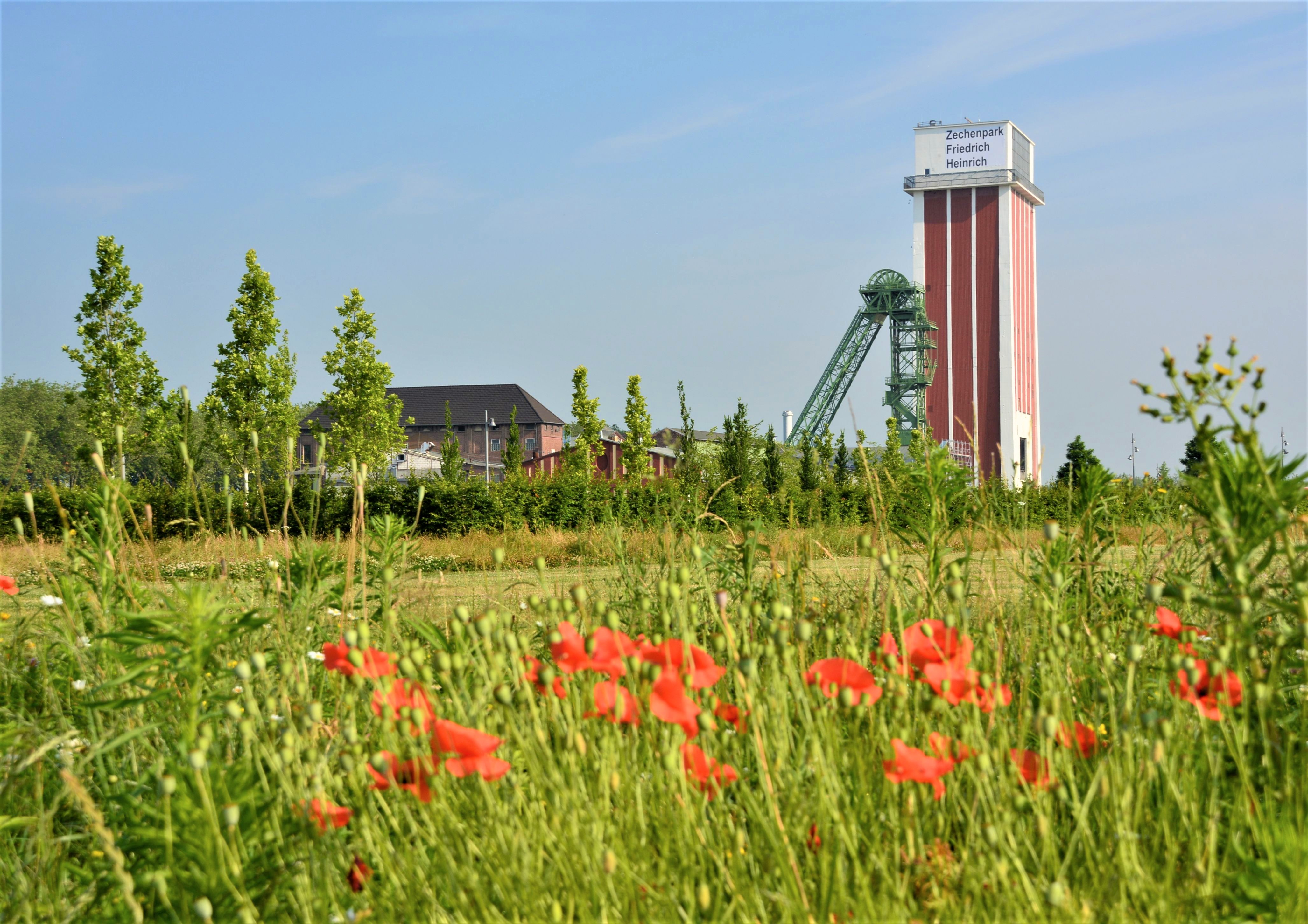 Blumen und Wiese vor Förderturm.