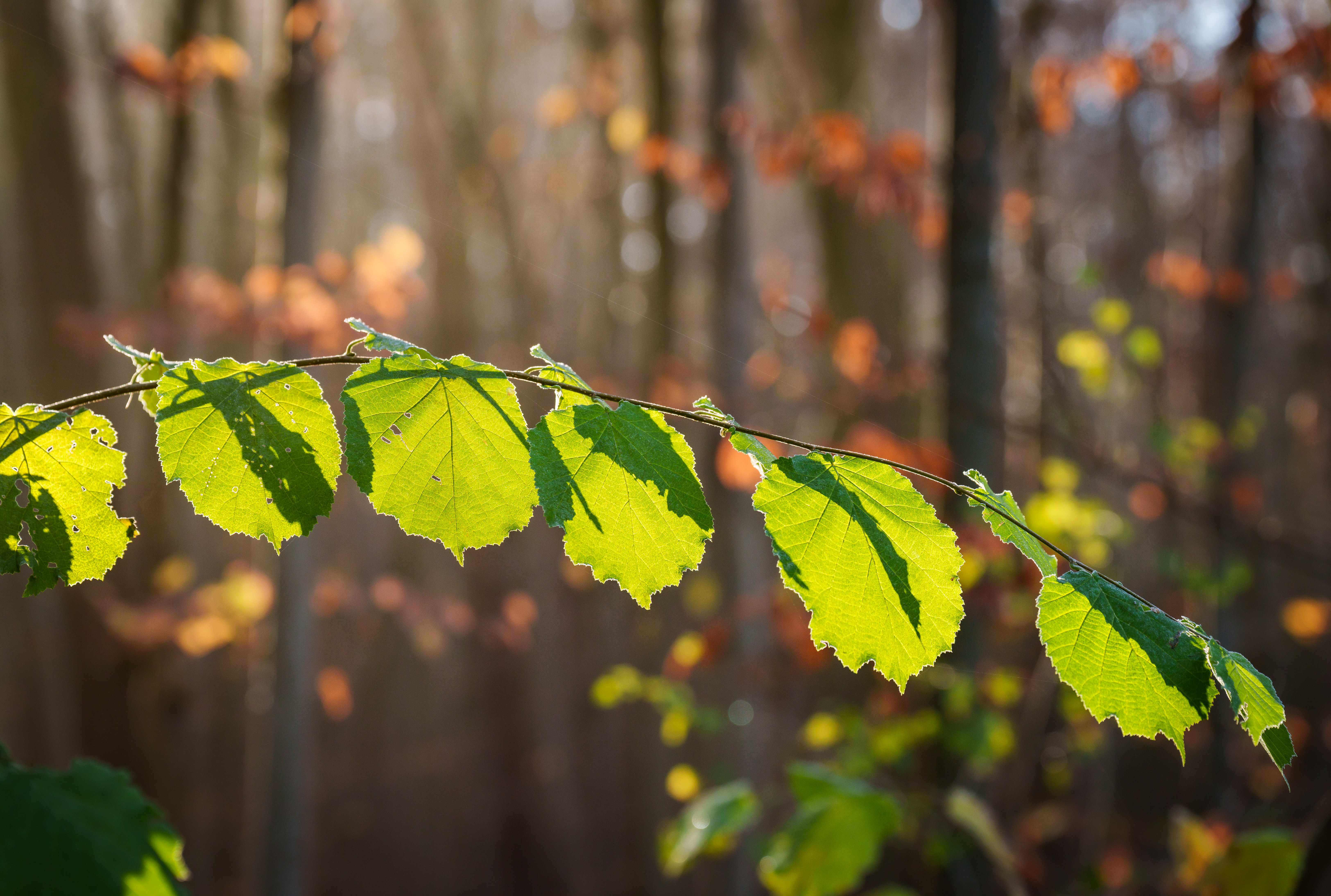 Ast eines Baumes im Sonnenlicht.