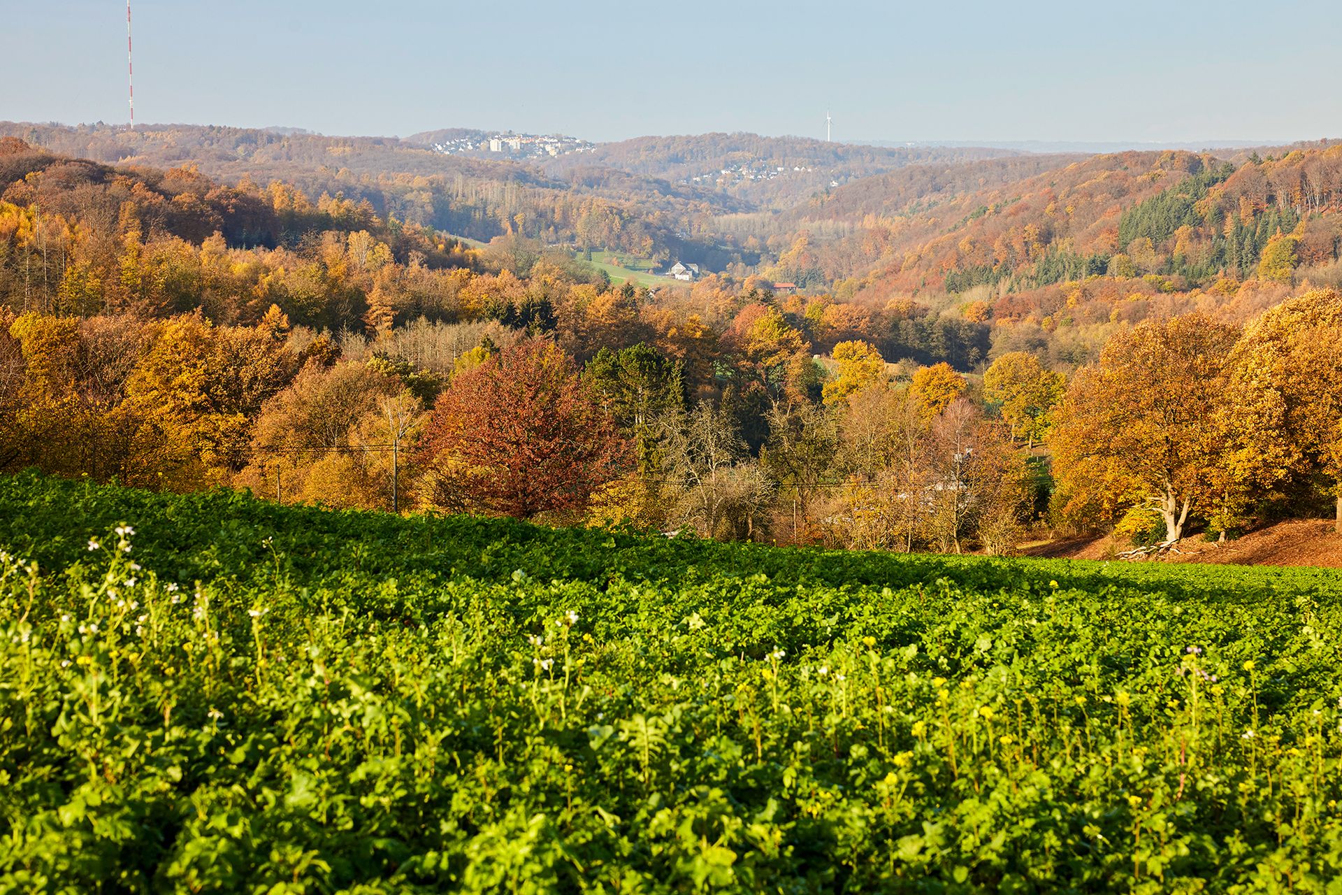 Wald- und Hügellandschaft.