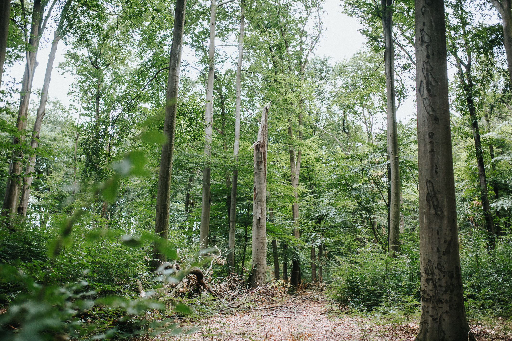In einem Wildnisentwicklungsgebiet bleibt die Natur sich selbst überlassen.