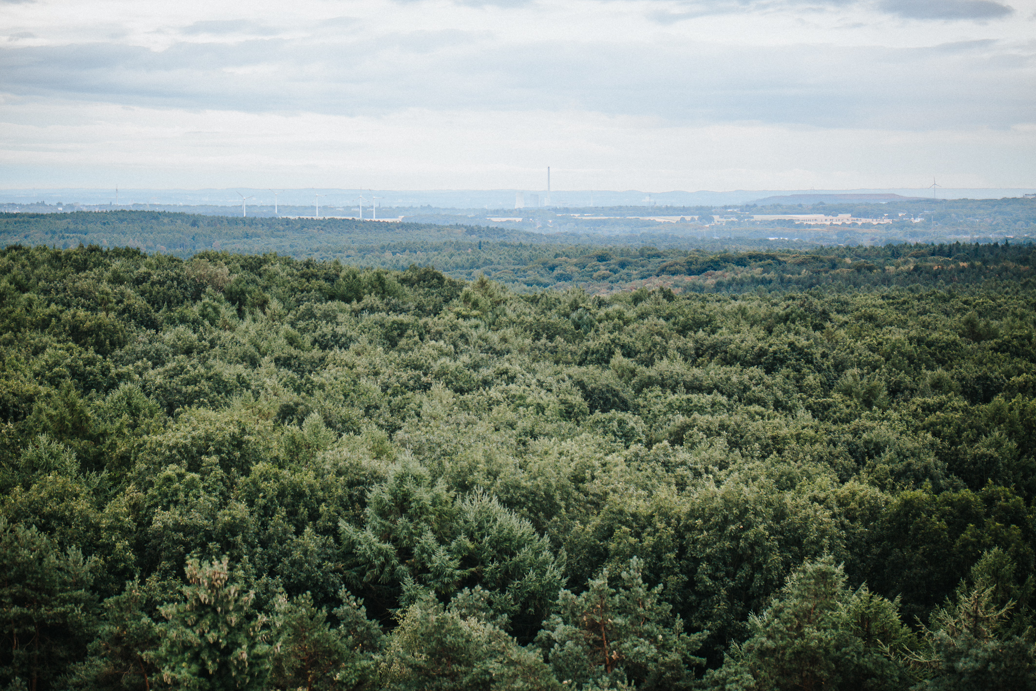 Der Wald in der Metropole Ruhr. 