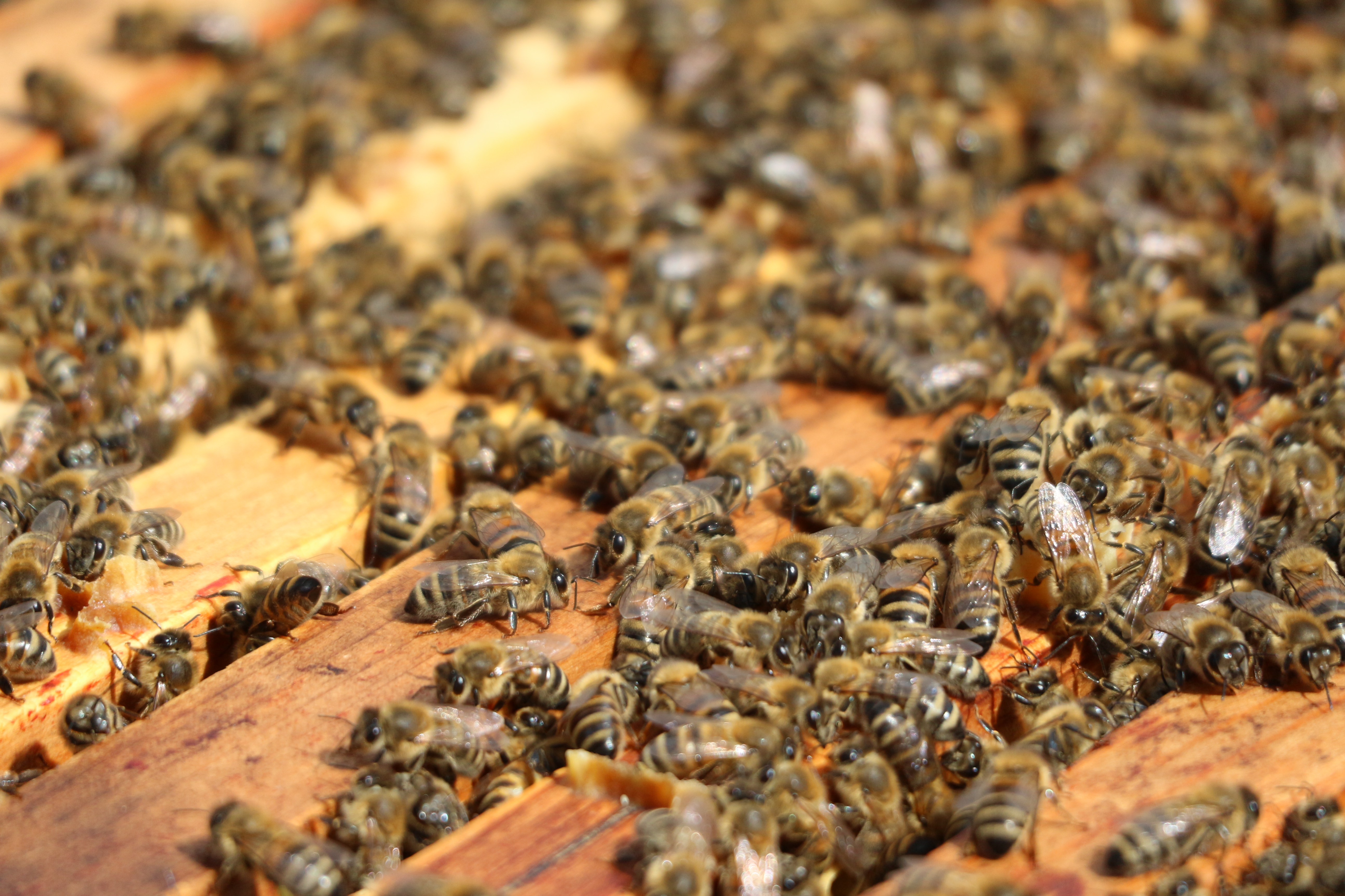 Nahaufnahme eines Hoheward-Bienenvolkes