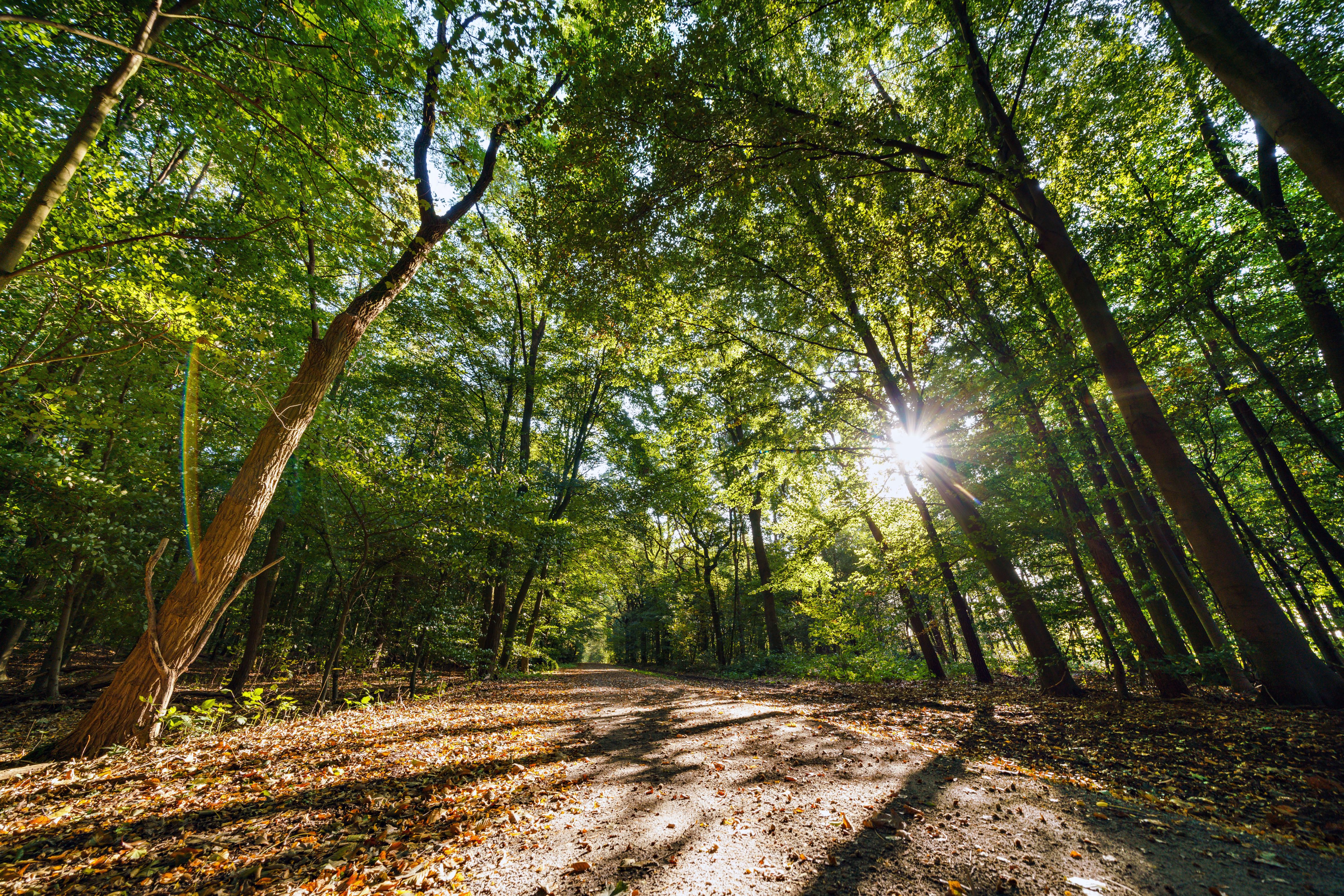 Haardgrenzweg Marl Oer-Erkenschwick WALDPROMENADE