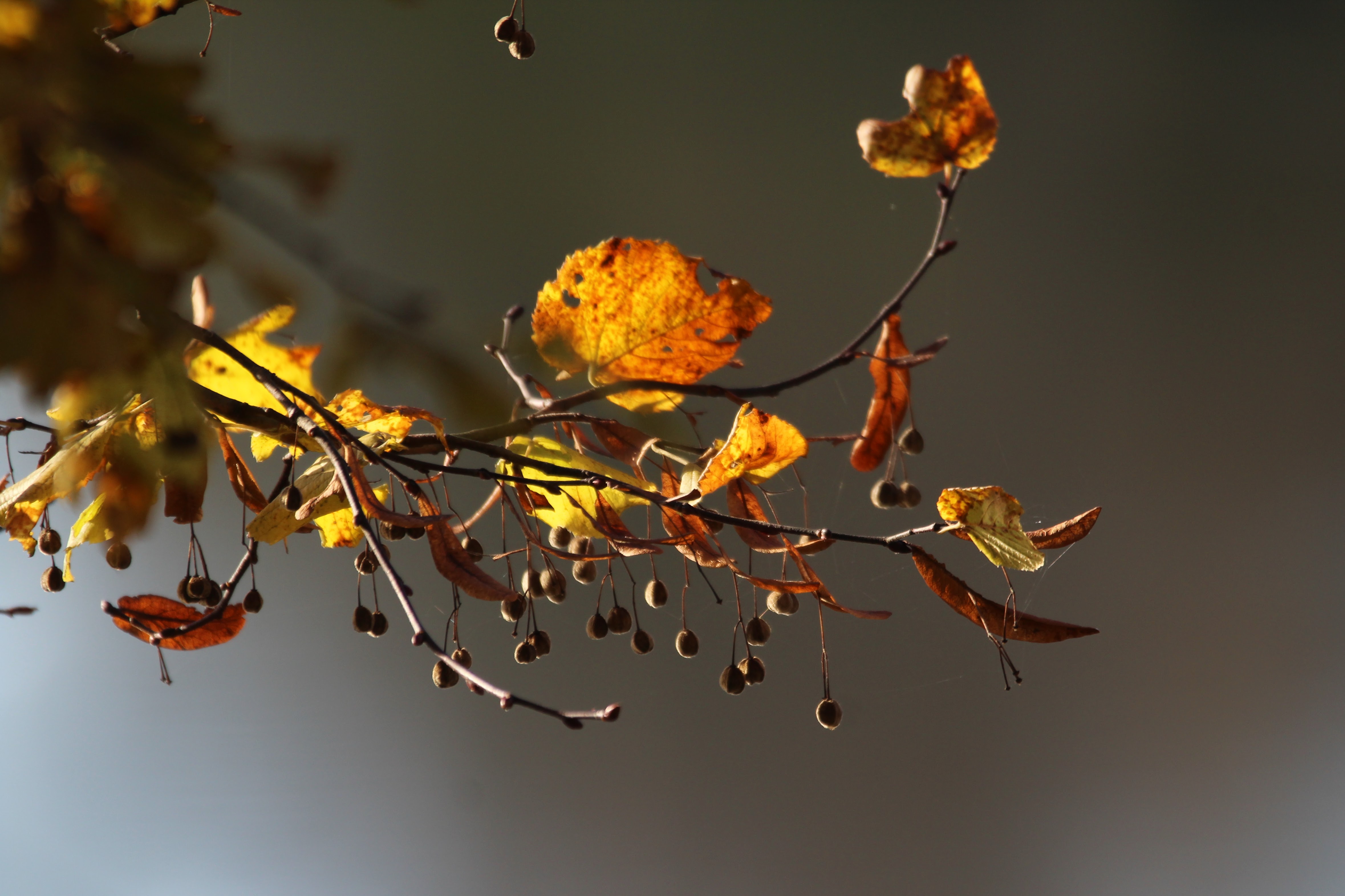 Bunte Herbstblätter