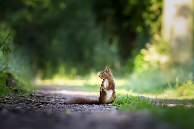 Ein Eichhörnchen sitzt auf dem Boden und beobachtet.