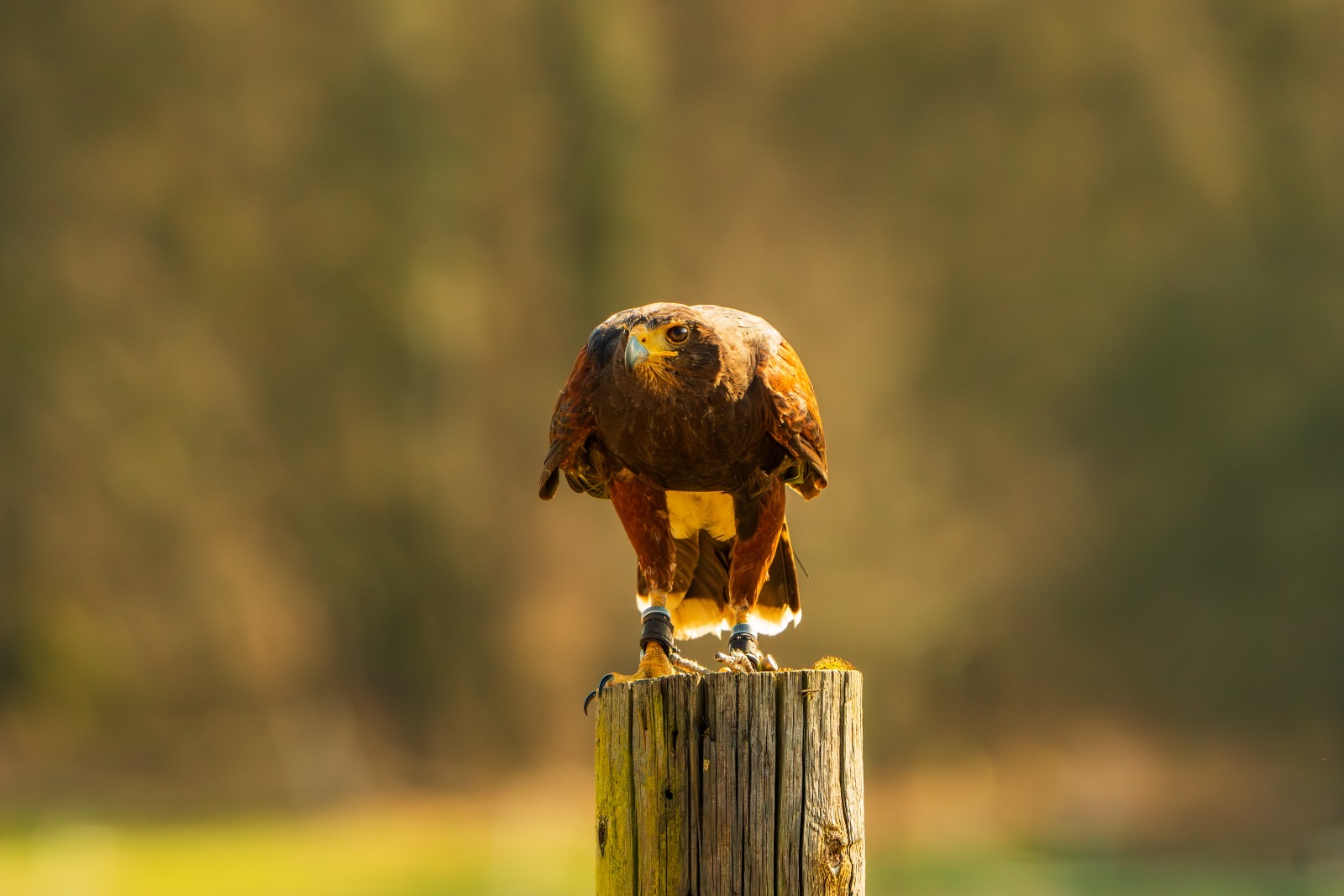 Ein Falke auf einem Zaunpfahl