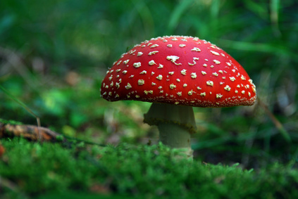 fliegenpilz Ein roter Fliegenpilz mit weißen Punkten.