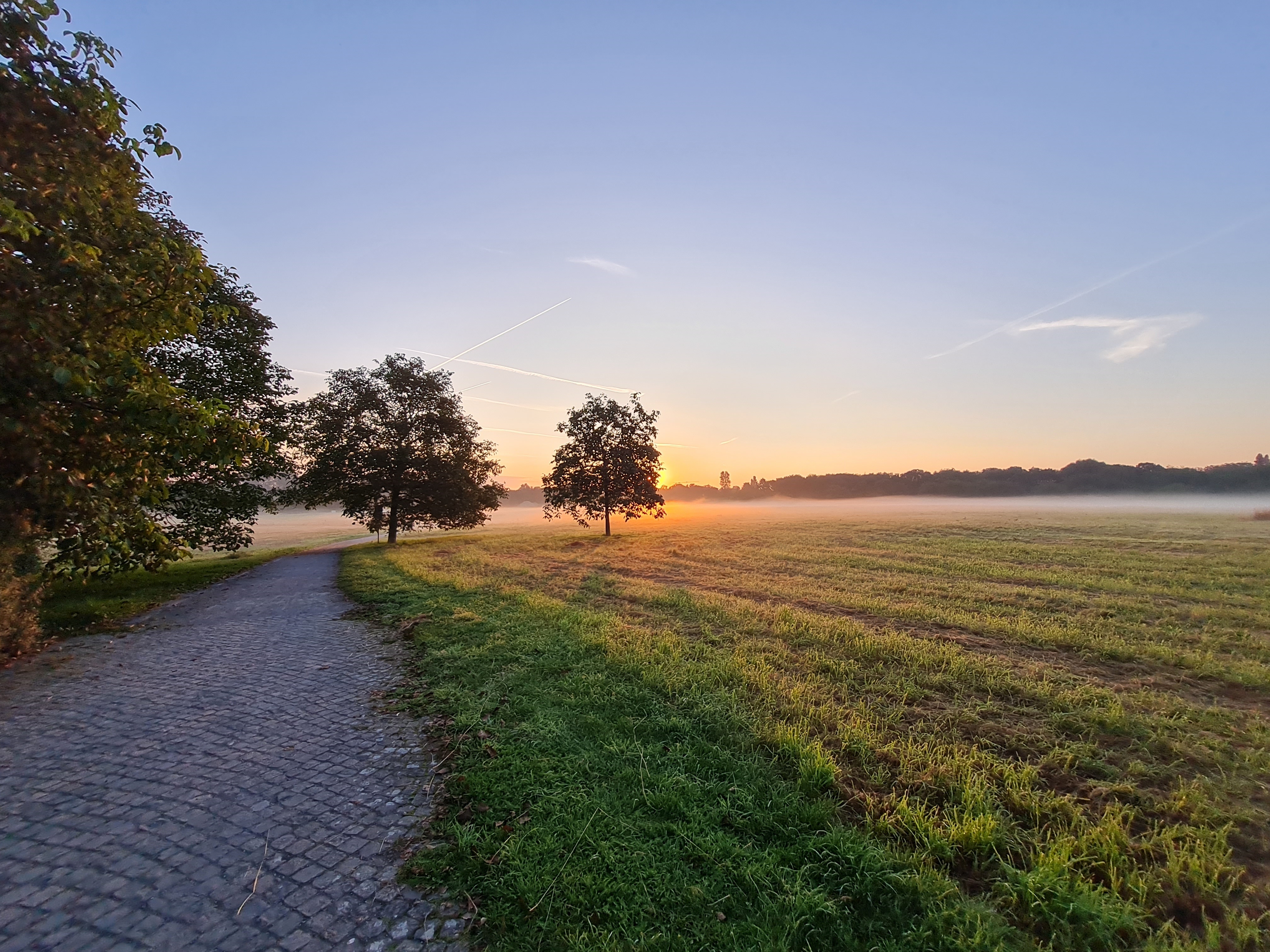 Hinter einem Baum geht die Sonne auf.