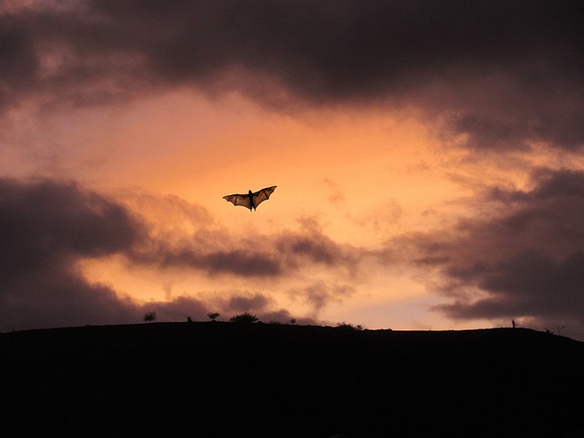 Eine Fledermaus fliegt durch den dunklen Abendhimmel.