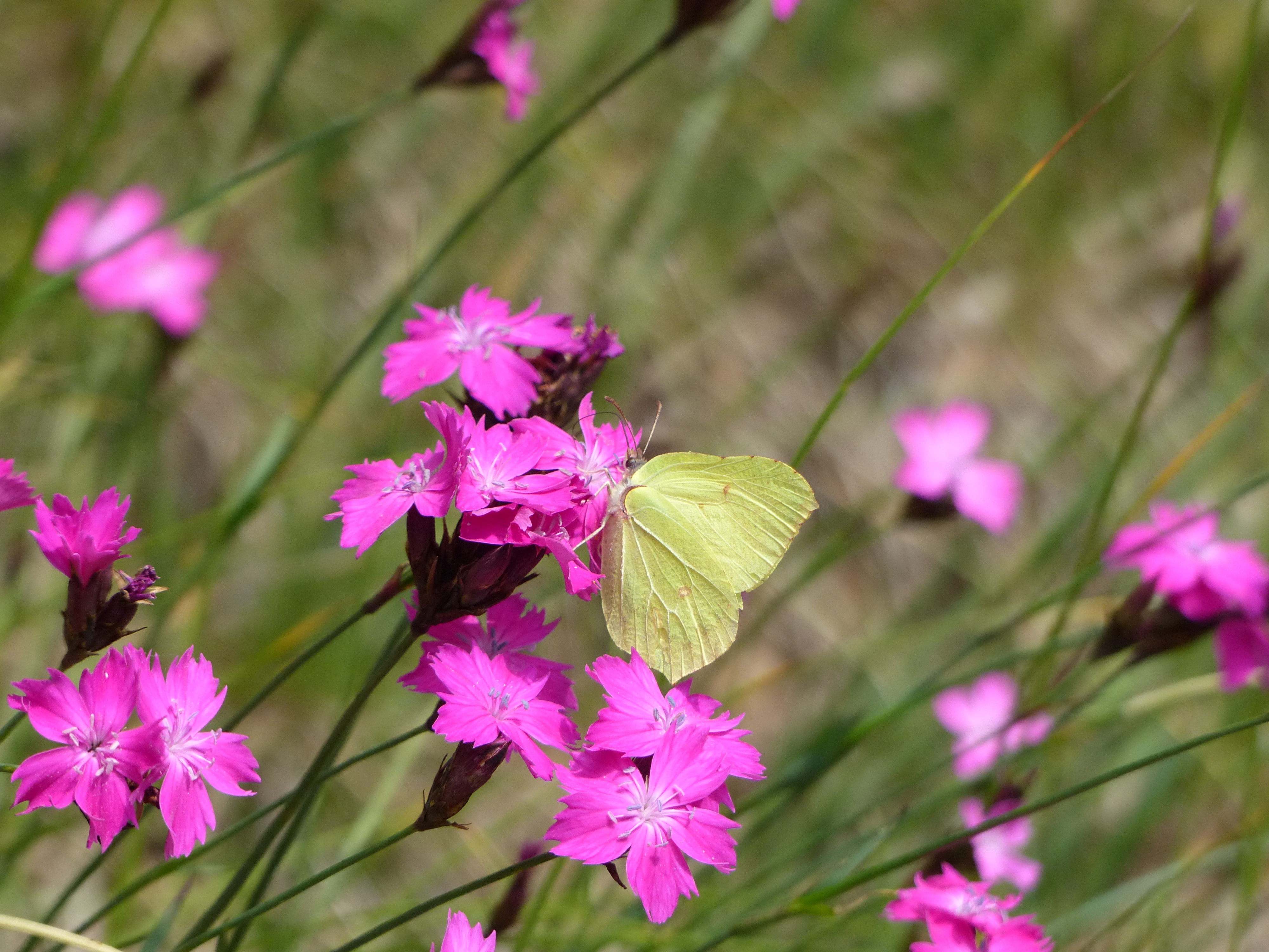 Ein Schmetterling hat es sich auf einer Blüte bequem gemacht.