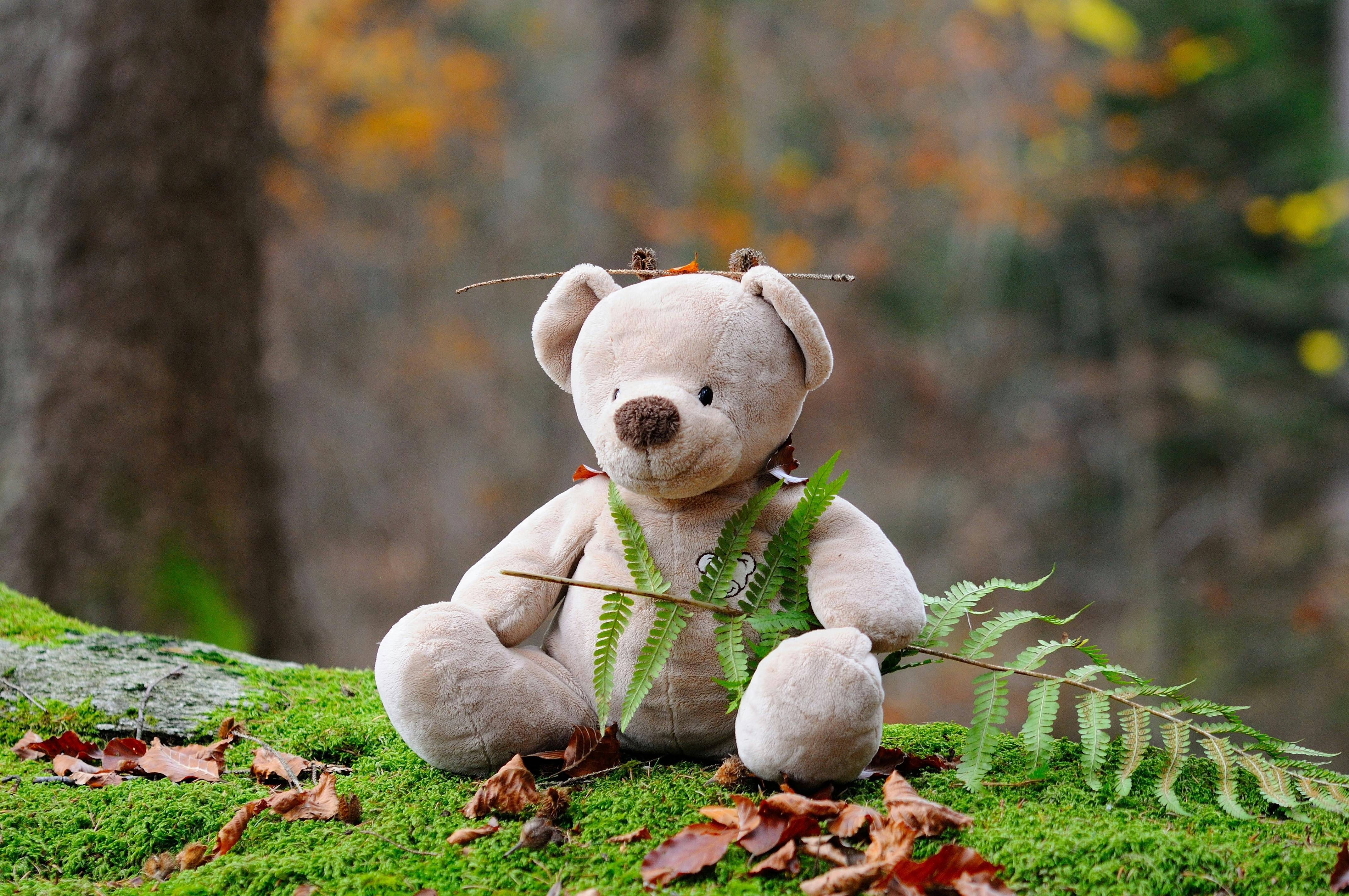 Ein Teddy Kuscheltier sitz auf einem mit Moos bedeckten Baumstamm.